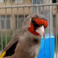 سهره نر طوقی ی وجبی بخون جفتی قناری
