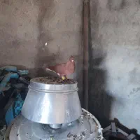کبوتر دم سفید