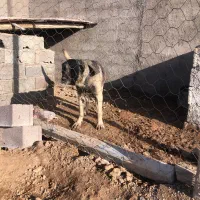 واگذاری سگ سرابی|سگ|تهران, میدان میوه و تره‌بار مرکزی|دیوار