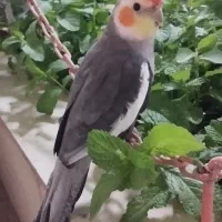 عروس هلندی نر