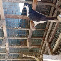 کبوتر چپ ماده|پرنده|مرودشت, شهرک مهدیه|دیوار