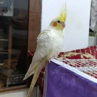 عروس هلندی ماده بالغ|پرنده|نیشابور, کوی حسینی|دیوار