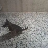 سگ نگهبان|سگ|خمینی‌شهر, |دیوار