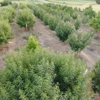 فروش باغ|فروش خانه و ویلا|کنگاور, |دیوار