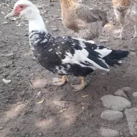 حیوانات محلی|حیوانات مزرعه|رضوانشهر, |دیوار