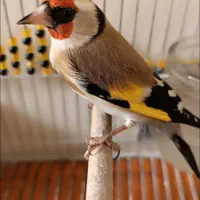 سهره دورگ عطیقه