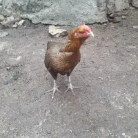 مرغلاری|حیوانات مزرعه|گرمخان, |دیوار