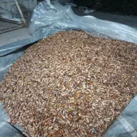 خرما شاهانی درجه 2