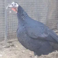 بوقلمون مولد برنز و محلی