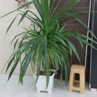 گل گیاه طبیعی
