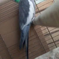 یک جفت عروس هلندی تخم گذار سالم و سلامت