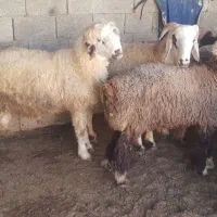 بره نر پرواری چاق