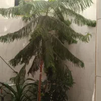 کاج مطبق زیبا و سرحال