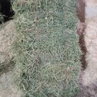 یونجه درجه یک انباری