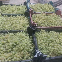 انگور عسگری شیرین از درب باغ