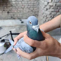 کبوتر پلاکی|پرنده|ایرانشهر, |دیوار