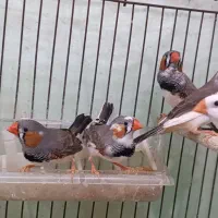 فنچ نروماده،سفید و رنگی،بالغ|پرنده|قرچک, محمد آباد|دیوار