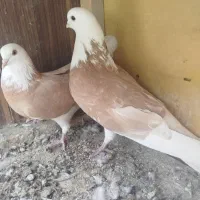 شازده زرد|پرنده|مبارکه, |دیوار