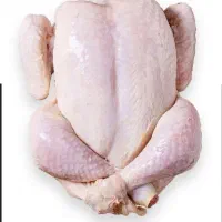 غذای سگ بی بو با بهترین کیفیت