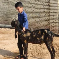 حمیدیه|حیوانات مزرعه|اهواز, کمپلو جنوبی|دیوار