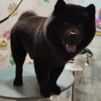 سگ خانگی|سگ|کرج, حیدرآباد|دیوار