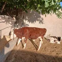 11راس گوساله نر سیمنتال