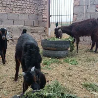 بز بابزغاله