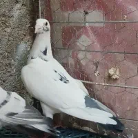ماده جفتی
