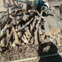 قطع درخت هرس درخت کندن زمین