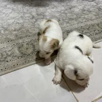 فروش توله سگ