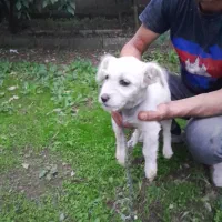 واگذاری سگ نر تریل|سگ|شاندرمن, |دیوار