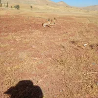 سلام واگذاری دوتا تول تازی|سگ|کمیجان, |دیوار