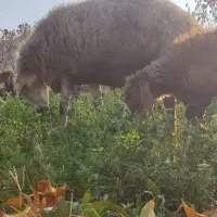 یک‌عدد‌قوچ‌‌دامازدغ|حیوانات مزرعه|مرادلو, |دیوار