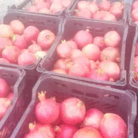 فروش انار درجه یک