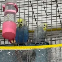 مرغ عشق|پرنده|سیرجان, |دیوار