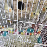 فروش عروس هلندی