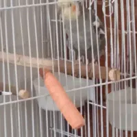 عروس هلندی سخنگو