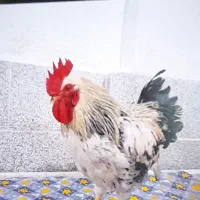 خروس محلی