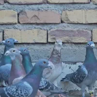 تیپ‌آلمانی نر ماده جوجه