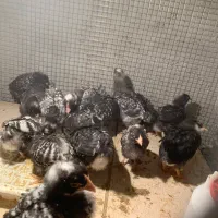 پلیموت آمروک|حیوانات مزرعه|بناب, |دیوار