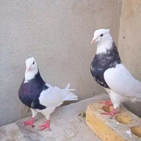 جفت طوقی زرین الماسی عتیقه درشت|پرنده|مشهد, ایثار|دیوار