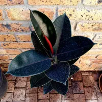 گل آپارتمانی فیکوس