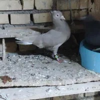 کوهی دمسفید کرم|پرنده|کرخه, |دیوار