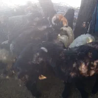 شش راس بر نر سناتوری