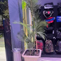 فروش گل شیک و زیبا به همراه گلدان توافقی