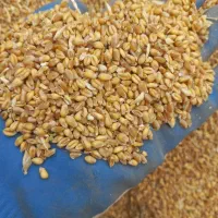 گندم بذری پیشگام