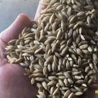 جو روس درجه یک