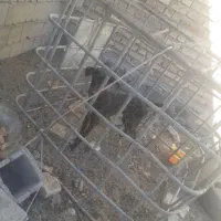 سگ سالم است خوب است برای نگهبان گوسفندان|سگ|سراوان, |دیوار