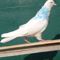 کفتر خال پیس|پرنده|ماهدشت, |دیوار