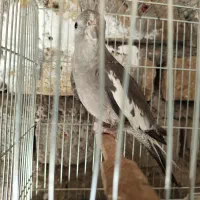 عروس هلندی وایت فیس ماده